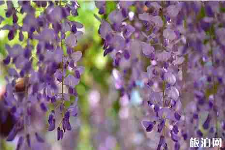 嘉定紫藤花園地址 嘉定紫藤花賞花攻略