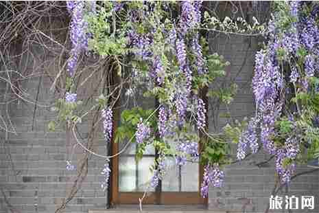 嘉定紫藤園最佳賞花期 地址+停車信息