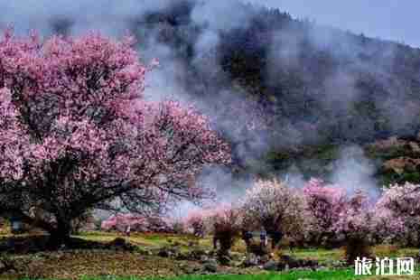 五一林芝還有桃花嗎 五一林芝旅游景點推薦 五一林芝還有桃花嗎 五一林芝旅游景點推薦