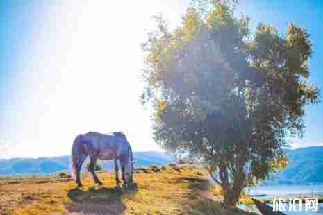 麗江有哪些騙局 麗江所有騙局