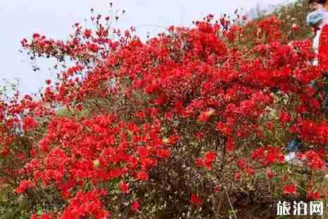 2019峃前白龍山杜鵑花節4月20日開啟 2019峃前白龍山杜鵑花節4月20日開啟