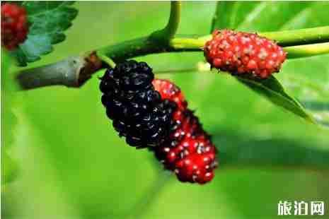 成都桑葚采摘2019攻略 成都桑葚采摘2019攻略