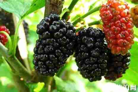 成都桑葚采摘2019攻略 成都桑葚采摘2019攻略
