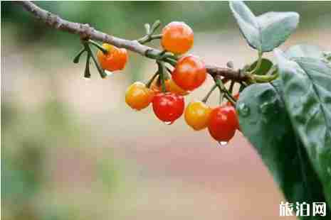 昆明周邊櫻桃采摘攻略2019 昆明周邊櫻桃采摘攻略2019