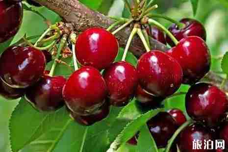 昆明周邊櫻桃采摘攻略2019 昆明周邊櫻桃采摘攻略2019