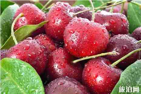 昆明周邊櫻桃采摘攻略2019 昆明周邊櫻桃采摘攻略2019