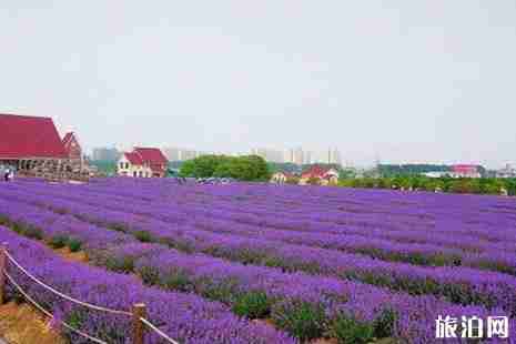 雪浪山薰衣草花期2019 2019雪浪山薰衣草觀花節活動攻略 雪浪山薰衣草花期2019 2019雪浪山薰衣草觀花節活動攻略