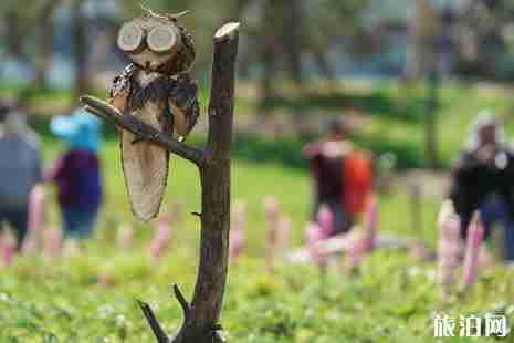 玉淵潭魯冰花在哪 玉淵潭魯冰花花期 玉淵潭魯冰花游玩介紹