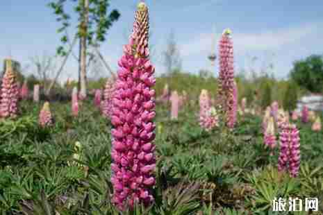 玉淵潭魯冰花在哪 玉淵潭魯冰花花期 玉淵潭魯冰花游玩介紹