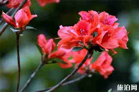 2019永州陽明山杜鵑花什么時候開 最佳賞花地+杜鵑花花期 2019永州陽明山杜鵑花什么時候開 最佳賞花地+杜鵑花花期