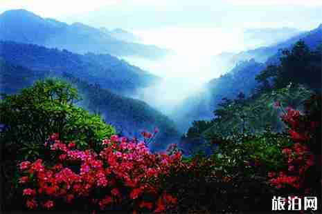 2019永州陽明山杜鵑花什么時候開 最佳賞花地+杜鵑花花期 2019永州陽明山杜鵑花什么時候開 最佳賞花地+杜鵑花花期