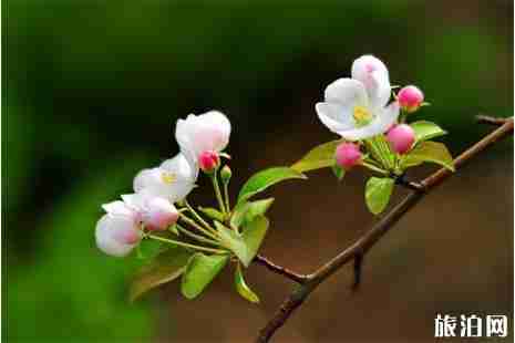 2019禮縣蘋果花節4月21日開啟