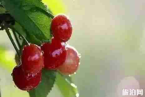 2019成都周邊櫻桃采摘攻略