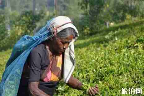 斯里蘭卡還能去旅游嗎 斯里蘭卡旅游介紹 斯里蘭卡還能去旅游嗎 斯里蘭卡旅游介紹