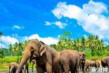 斯里蘭卡還能去旅游嗎 斯里蘭卡旅游介紹 斯里蘭卡還能去旅游嗎 斯里蘭卡旅游介紹