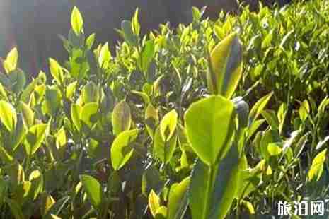 2019昆明茶博會什么時候開+地址+交通 2019昆明茶博會活動攻略 2019昆明茶博會什么時候開+地址+交通 2019昆明茶博會活動攻略