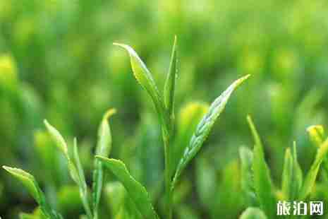 2019昆明茶博會什么時候開+地址+交通 2019昆明茶博會活動攻略 2019昆明茶博會什么時候開+地址+交通 2019昆明茶博會活動攻略