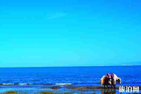青甘大環線多少公里 青甘大環線一日游景點攻略