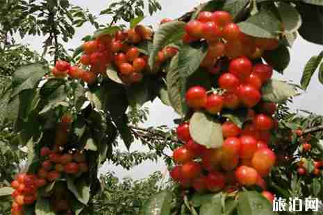 2019蒲江光明鄉(xiāng)櫻桃山櫻桃采摘攻略 時(shí)間+費(fèi)用+交通