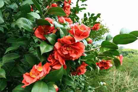 彭州葛仙山門票 彭州葛仙山有什么好玩的 彭州葛仙山門票 彭州葛仙山有什么好玩的