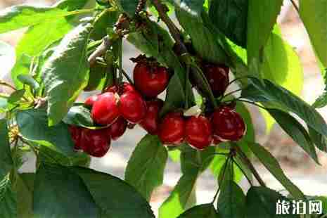 2019蒲江光明鄉(xiāng)櫻桃山櫻桃采摘攻略 時(shí)間+費(fèi)用+交通