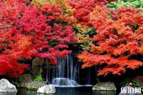 悉尼的秋天在幾月 悉尼秋天攻略