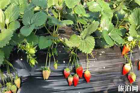 奉化尚田下王村草莓農(nóng)場草莓采摘價格+采摘園地址 奉化尚田下王村草莓農(nóng)場草莓采摘價格+采摘園地址