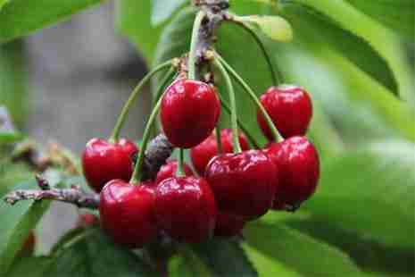 余姚梁弄櫻桃采摘價格 地址+交通指南 余姚梁弄櫻桃采摘價格 地址+交通指南