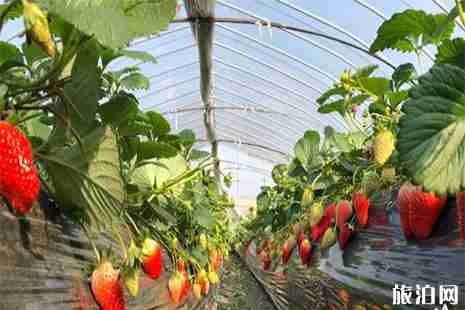 奉化尚田鎮莓好農創園草莓采摘價格 附游玩攻略