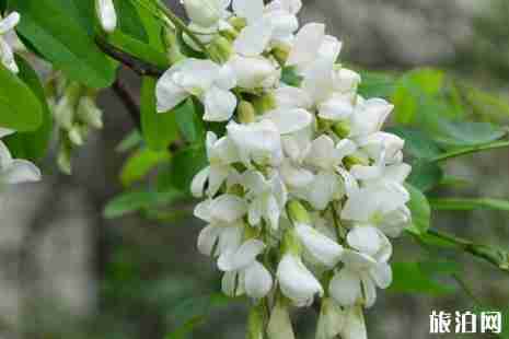 西安哪里可以摘槐花 西安槐花幾月份開花