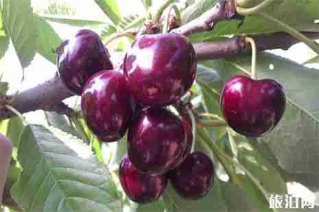 重慶長壽櫻桃采摘地圖 重慶長壽櫻桃采摘地圖