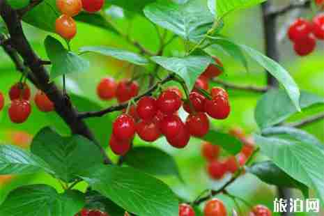 重慶長壽櫻桃采摘地圖 重慶長壽櫻桃采摘地圖