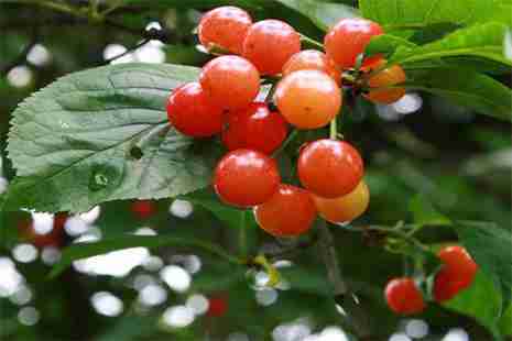 寧波六大櫻桃采摘地 寧波六大櫻桃采摘地