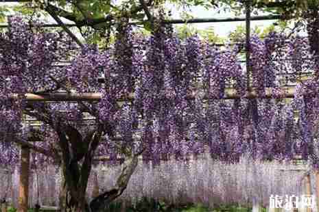 寧波賞紫藤花地方盤點 寧波賞紫藤花地方盤點