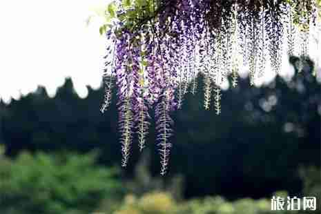 寧波賞紫藤花地方盤點 寧波賞紫藤花地方盤點