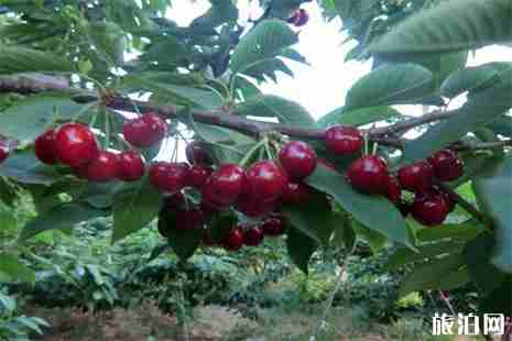 2019寧波金池農場采摘園開園時間 采摘節預計4月20日開啟