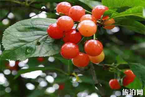 2019寧波金池農場采摘園開園時間 采摘節預計4月20日開啟