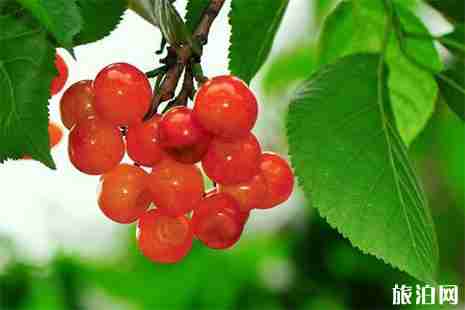 2019襄城縣湛北鄉(xiāng)櫻桃采摘節(jié) 地址+交通指南 2019襄城縣湛北鄉(xiāng)櫻桃采摘節(jié) 地址+交通指南