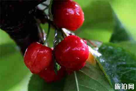 2019襄城縣湛北鄉(xiāng)櫻桃采摘節(jié) 地址+交通指南 2019襄城縣湛北鄉(xiāng)櫻桃采摘節(jié) 地址+交通指南