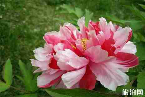 北侖牡丹園門票價格 附開園時間 北侖牡丹園門票價格 附開園時間