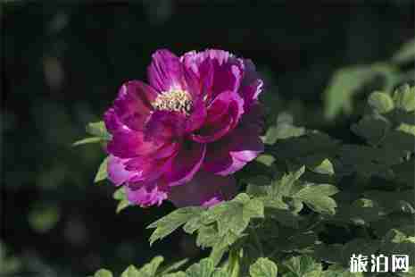 北侖牡丹園門票價格 附開園時間 北侖牡丹園門票價格 附開園時間