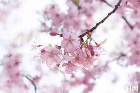 余姚赏樱地推荐 花期+地点+交通 余姚赏樱地推荐 花期+地点+交通