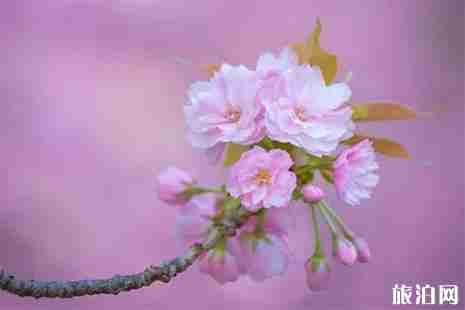 余姚赏樱地推荐 花期+地点+交通 余姚赏樱地推荐 花期+地点+交通