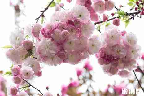 余姚赏樱地推荐 花期+地点+交通 余姚赏樱地推荐 花期+地点+交通