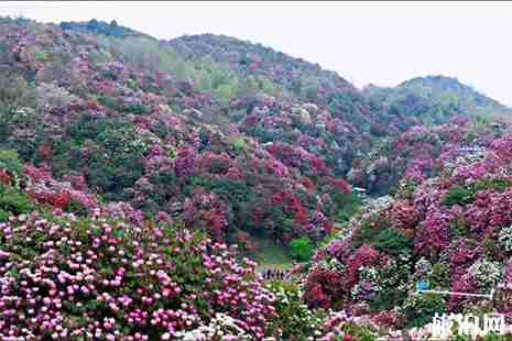 奉化金蛾村杜鹃花赏花指南 地点+交通 奉化金蛾村杜鹃花赏花指南 地点+交通