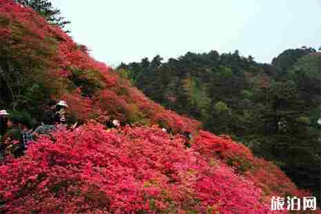 奉化金蛾村杜鹃花赏花指南 地点+交通 奉化金蛾村杜鹃花赏花指南 地点+交通