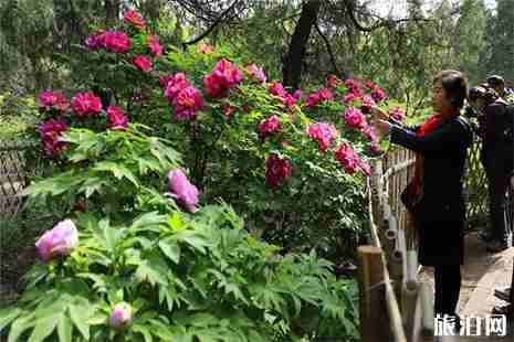 北京植物园牡丹花花期 北京植物园牡丹花观赏指南