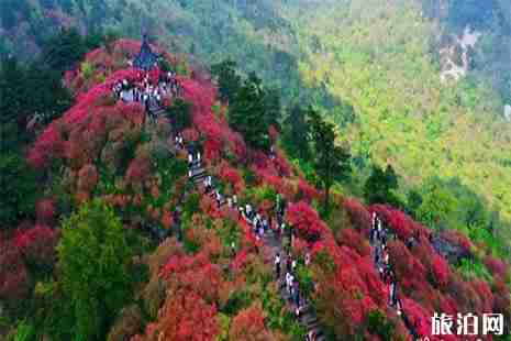 2019麻城龟峰山杜鹃花花期预测