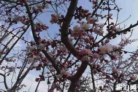 2019长春莲花山梨花节活动攻略 2019长春莲花山梨花节活动攻略