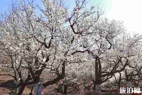 2019长春莲花山梨花节活动攻略 2019长春莲花山梨花节活动攻略